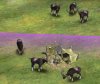 Bighorn_Sheep.jpg
