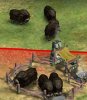 Muskox.jpg