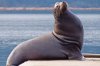 Sealion.jpg