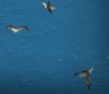 Gull.jpg