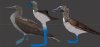 Bluefootedbooby.jpg