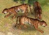 Tiger-Preview.jpg