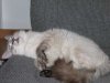 MissySleeping.JPG