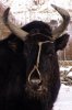 Yak.jpg