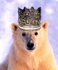 polar%20bear%200.jpg