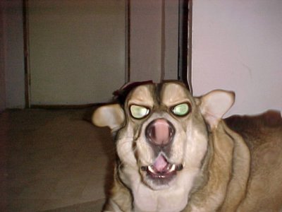 dog5.jpg