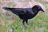 Raven_Little_Abbott.jpg