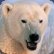 PolarBearButton.jpg