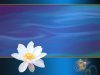 lotus01-1024x768.jpg