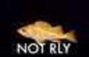 NOT RLY.jpg