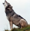 WolfHowling_filteredB.jpg WolfHowling_filteredB.jpg