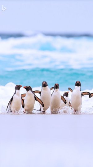 penguins-return-from-ocean.jpg