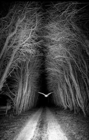 owl-at-night.jpg
