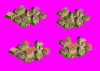 rivals.PNG