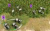 Pandas.jpg