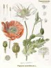 opium.JPG