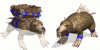 RatsCivilop.gif
