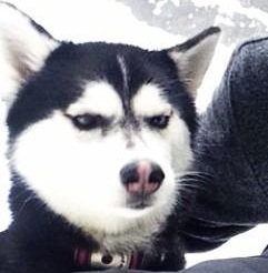 REACTION_fudgthis.jpg
