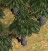 Tree.jpg