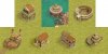 NewBuildings1.jpg