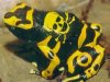 frog2.JPG