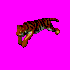 STigerRun.gif