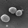 germlarge.gif