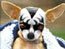 dog.jpg