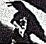 crow.jpg