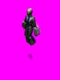 rocket2.gif