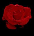 rose.jpg