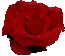 rose.gif