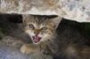 angry kitten.jpg