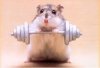 hamster.jpg