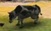 Cows.jpg