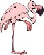 flamingo-avatar.jpg