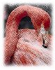 flamingo2-avatar.jpg