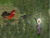 42hellhound.JPG
