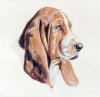 bassett3.jpg