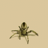 MonsterSpider.gif
