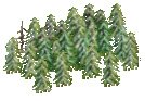 snowypine.jpg