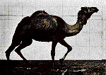 camel1.gif