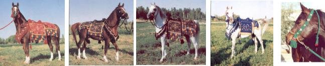 bedouin saddles.jpg