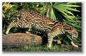 ocelot.jpg