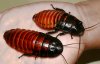 hissing_roaches.jpg