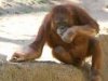 orangutan.jpg
