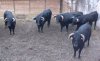 toros-bolsin-2005-gd.jpg