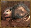 opossum2.jpg
