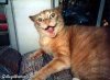kitty.jpg