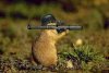 infantrygerbil.jpg